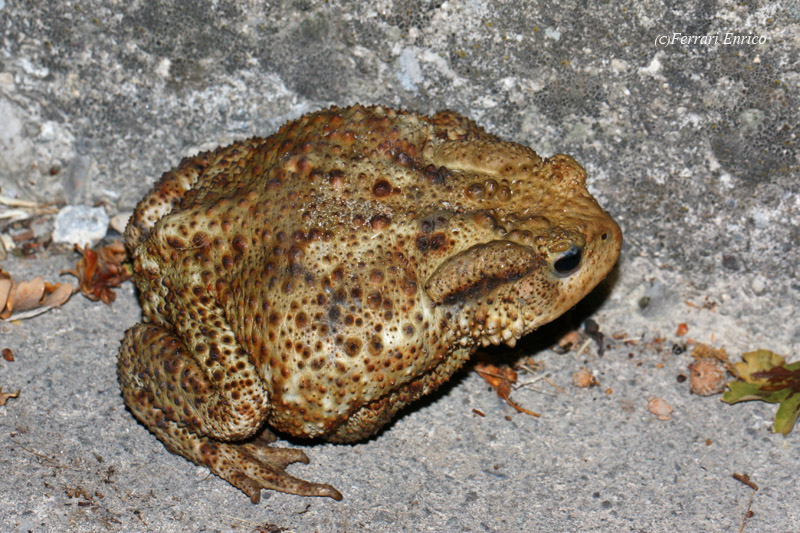ID Anfibio - Bufo bufo